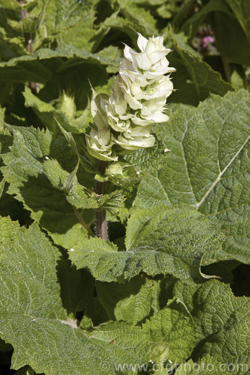 Clary Sage (<i>Salvia sclarea</i>), a 1–2m tall biennial or herbaceous perennial native to the Mediterranean region and central Asia. It has many herbal uses. Order: Lamiales, Family: Lamiaceae