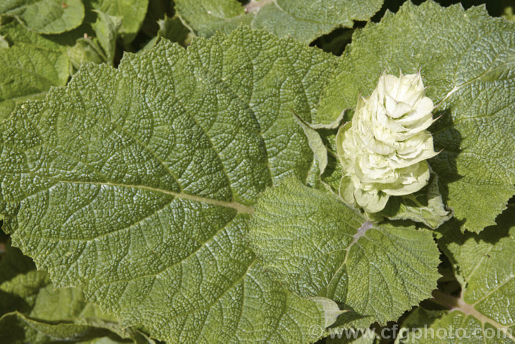Clary Sage (<i>Salvia sclarea</i>), a 1–2m tall biennial or herbaceous perennial native to the Mediterranean region and central Asia. It has many herbal uses. Order: Lamiales, Family: Lamiaceae