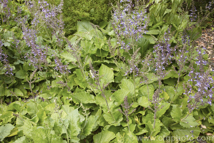 Salvia hians, a summer-flowering perennial up to 1m tall. Native to the Himalayas and found growing in open areas from Pakistan to Bhutan at 2000–3000m altitude. Order: Lamiales, Family: Lamiaceae