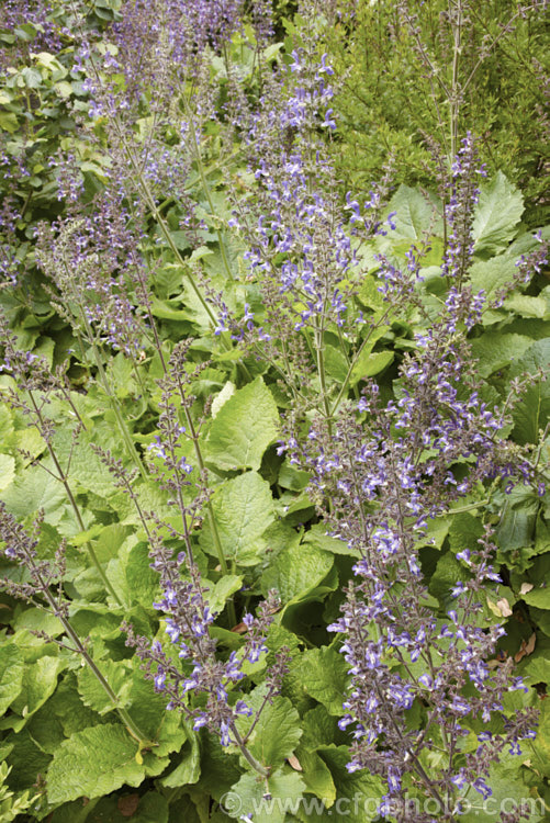 Salvia hians, a summer-flowering perennial up to 1m tall. Native to the Himalayas and found growing in open areas from Pakistan to Bhutan at 2000–3000m altitude. Order: Lamiales, Family: Lamiaceae