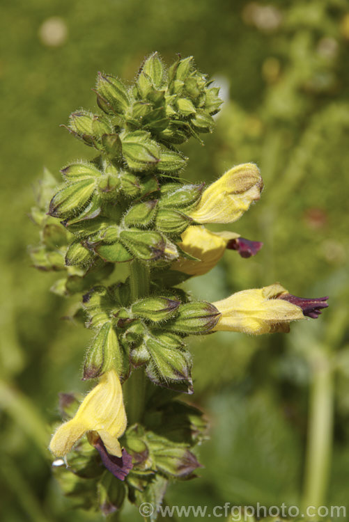 Salvia bulleyana, an early to midsummer-flowering perennial native to western China. The flowering stems are up to 1m tall and the yellow flowers have a very distinctive red-brown patch on the lower lobe. This is an example of mimicry as the patch resembles a bumble bee and aids in attracting bees to pollinate the flowers. Order: Lamiales, Family: Lamiaceae
