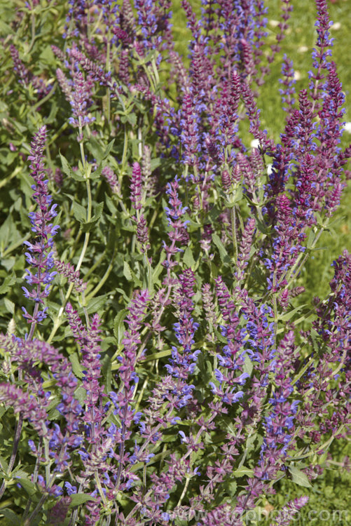Salvia nemorosa 'Superba', a cultivar of a late spring- to early autumn-flowering sage native to Europe and Central Asia. It is around 60cm high when in flower and can make a clump up to 1m across 'Superba' is more compact than the species. Order: Lamiales, Family: Lamiaceae
