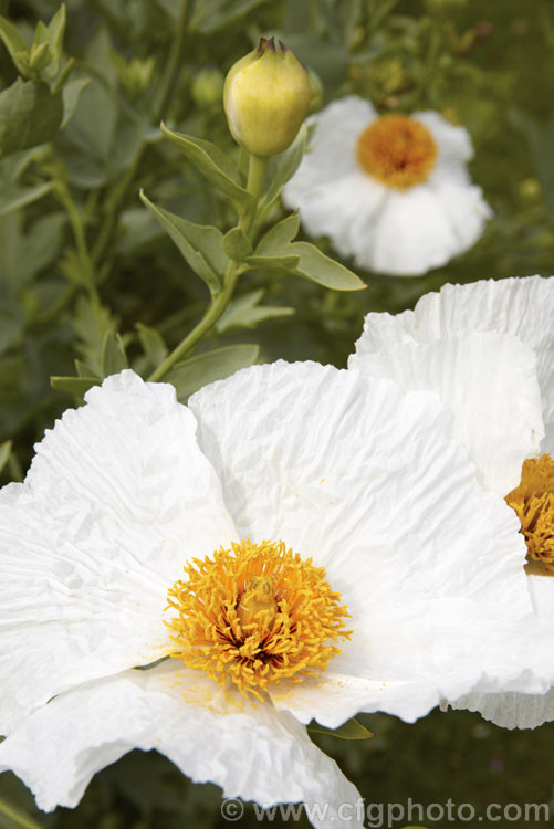 Californian Tree Poppy (<i>Romneya coulteri</i>), a suckering semi-evergreen subshrub or shrub up to 3m tall. Native to southern California and neighbouring parts of Mexico, it flowers from late spring to autumn. Order: Ranunculales, Family: Papaveraceae