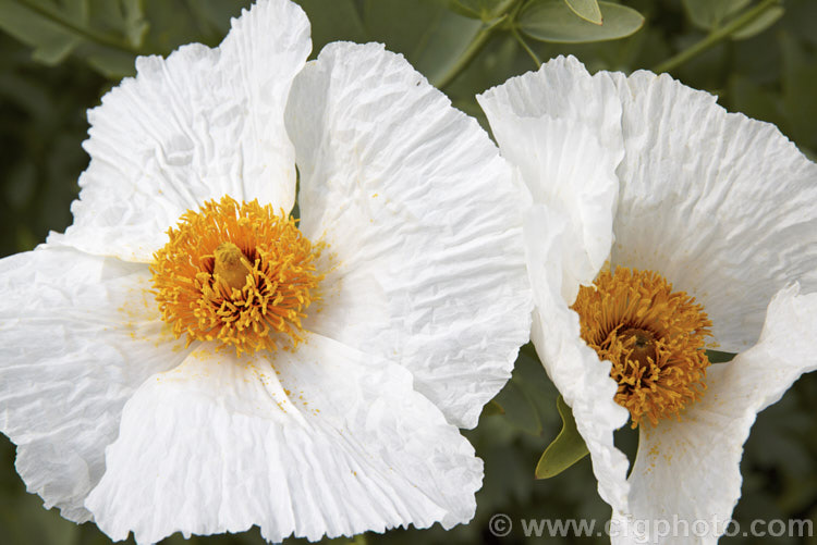 Californian Tree Poppy (<i>Romneya coulteri</i>), a suckering semi-evergreen subshrub or shrub up to 3m tall. Native to southern California and neighbouring parts of Mexico, it flowers from late spring to autumn. Order: Ranunculales, Family: Papaveraceae