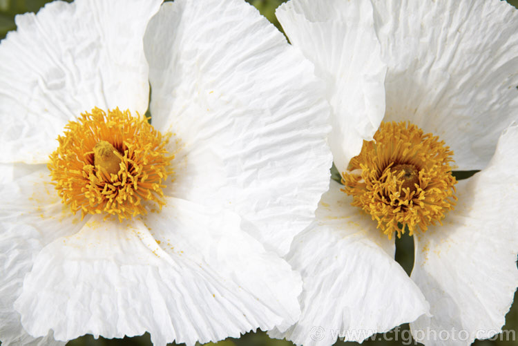 Californian Tree Poppy (<i>Romneya coulteri</i>), a suckering semi-evergreen subshrub or shrub up to 3m tall. Native to southern California and neighbouring parts of Mexico, it flowers from late spring to autumn. Order: Ranunculales, Family: Papaveraceae