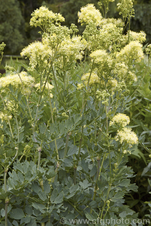 Blue-leafed. Yellow Meadow Rue (<i>Thalictrum flavum subsp. glaucum</i>), a glaucous cultivar of a late spring- to summer-flowering perennial native to Europe and North Africa. Its flower stems grow to around 15m tall thalictrum-2040htm'>Thalictrum.