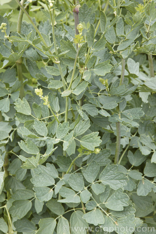 Foliage of the Blue-leafed. Yellow Meadow Rue (<i>Thalictrum flavum subsp. glaucum</i>), a glaucous cultivar of a late spring- to summer-flowering perennial native to Europe and North Africa. Its flower stems grow to around 15m tall thalictrum-2040htm'>Thalictrum.