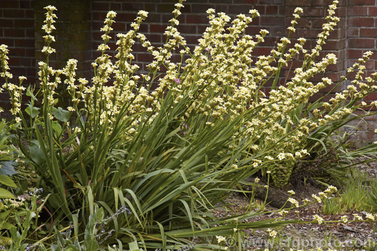 Sisyrinchium striatum (syn. Sisyrinchium nigricans, Phaiophleps nigricans</i>), a 40-80cm tall, late spring- to early summer-flowering iris-like perennial native to Argentina andChile