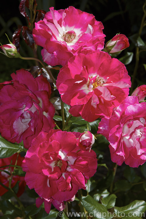 Rosa 'Treasure. Box', a Floribunda (<i>Cluster-flowered</i>) shrub rose of uncertain origins. This rose was available commercially through. Bunnings stores in New Zealand (with a colour photo label</i>) in 2006, but the name does not appear to be registered and no information can be found about it. Order: Rosales, Family: Rosaceae