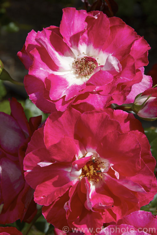 Rosa 'Treasure. Box', a Floribunda (<i>Cluster-flowered</i>) shrub rose of uncertain origins. This rose was available commercially through. Bunnings stores in New Zealand (with a colour photo label</i>) in 2006, but the name does not appear to be registered and no information can be found about it. Order: Rosales, Family: Rosaceae