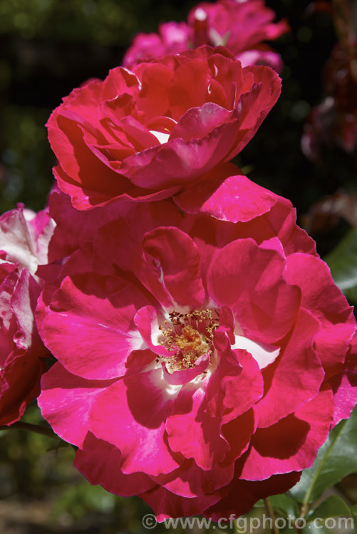 Rosa 'Treasure. Box', a Floribunda (<i>Cluster-flowered</i>) shrub rose of uncertain origins. This rose was available commercially through. Bunnings stores in New Zealand (with a colour photo label</i>) in 2006, but the name does not appear to be registered and no information can be found about it. Order: Rosales, Family: Rosaceae