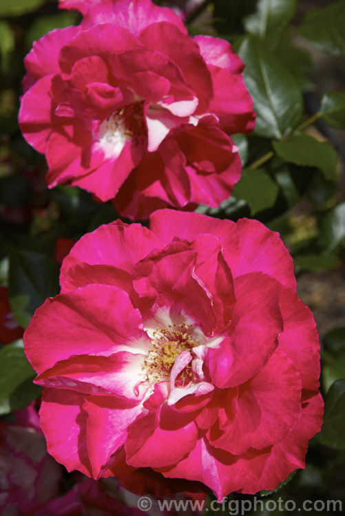 Rosa 'Treasure. Box', a Floribunda (<i>Cluster-flowered</i>) shrub rose of uncertain origins. This rose was available commercially through. Bunnings stores in New Zealand (with a colour photo label</i>) in 2006, but the name does not appear to be registered and no information can be found about it. Order: Rosales, Family: Rosaceae