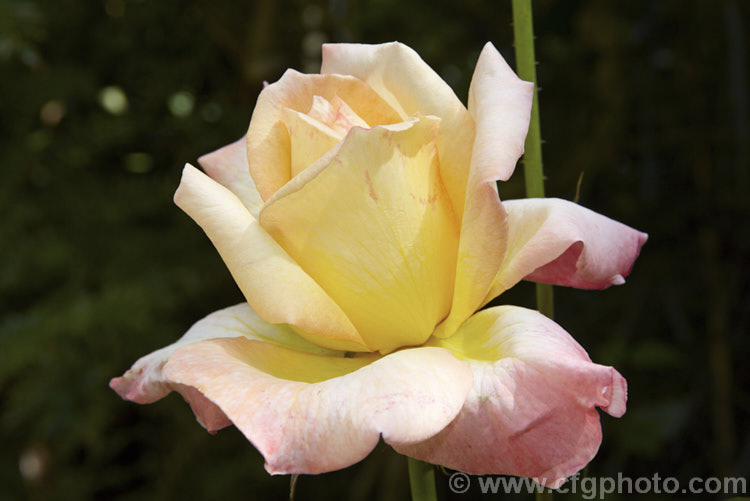 Rosa 'Amber Honey', a Hybrid Tea (<i>Large-flowered</i>) shrub rose of uncertain origins. This rose was available commercially through Bunnings stores in New Zealand (with a colour photo label</i>) in 2006, but the name does not appear to be registered and no information can be found about it. Order: Rosales, Family: Rosaceae