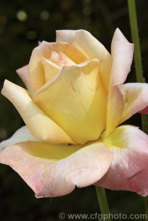 Rosa 'Amber Honey', a Hybrid Tea (<i>Large-flowered</i>) shrub rose of uncertain origins. This rose was available commercially through Bunnings stores in New Zealand (with a colour photo label</i>) in 2006, but the name does not appear to be registered and no information can be found about it. Order: Rosales, Family: Rosaceae