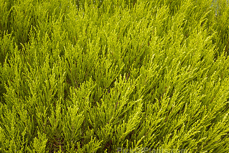 <i>Veronica</i> (syn. <i>Hebe</i>) 'Karo Golden Esk', a golden-yellow-foliaged whipcord hebe that is a natural hybrid between <i>Veronica odora</i> and <i>Veronica armstrongii</i>. It was first found near the Esk River, Canterbury, New Zealand in 1988. The summer foliage, shown here is light green, the golden colour intensifying in winter. It has small heads of white flowers. Despite seemingly being a Maori name, karo is actually an acronym of 