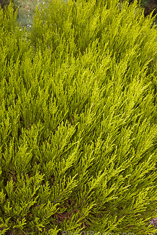<i>Veronica</i> (syn. <i>Hebe</i>) 'Karo Golden Esk', a golden-yellow-foliaged whipcord hebe that is a natural hybrid between <i>Veronica odora</i> and <i>Veronica armstrongii</i>. It was first found near the Esk River, Canterbury, New Zealand in 1988. The summer foliage, shown here is light green, the golden colour intensifying in winter. It has small heads of white flowers. Despite seemingly being a Maori name, karo is actually an acronym of 