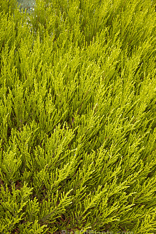 <i>Veronica</i> (syn. <i>Hebe</i>) 'Karo Golden Esk', a golden-yellow-foliaged whipcord hebe that is a natural hybrid between <i>Veronica odora</i> and <i>Veronica armstrongii</i>. It was first found near the Esk River, Canterbury, New Zealand in 1988. The summer foliage, shown here is light green, the golden colour intensifying in winter. It has small heads of white flowers. Despite seemingly being a Maori name, karo is actually an acronym of 