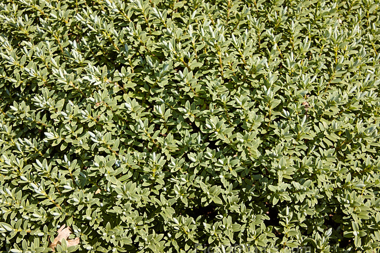 <i>Veronica pinguifolia</i> (syn. <i>Hebe pinguifolia</i>) 'Sutherlandii', a cultivar of a small, spreading shrub native to New Zealand. It grows to around 50cm high x 1m wide, has white flowers in early summer and does not differ greatly from the species except by having more strongly grey-green foliage. Order: Lamiales, Family: Plantaginaceae