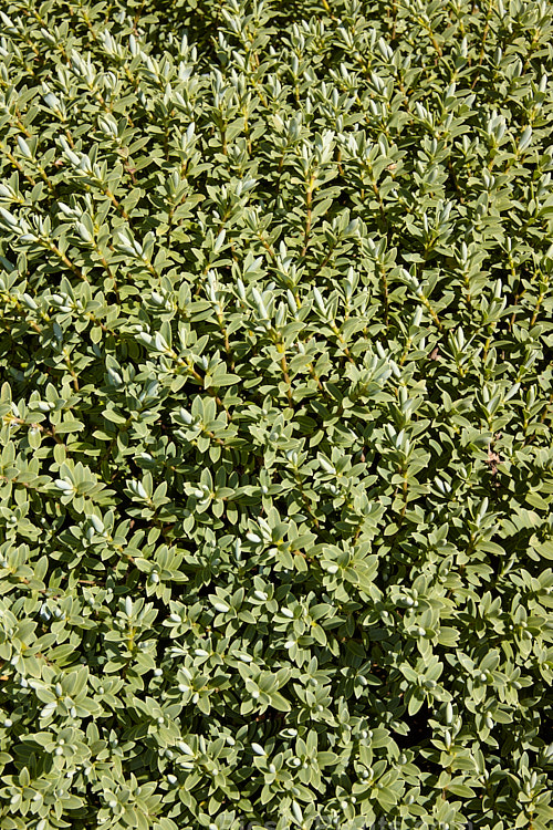 <i>Veronica pinguifolia</i> (syn. <i>Hebe pinguifolia</i>) 'Sutherlandii', a cultivar of a small, spreading shrub native to New Zealand. It grows to around 50cm high x 1m wide, has white flowers in early summer and does not differ greatly from the species except by having more strongly grey-green foliage. Order: Lamiales, Family: Plantaginaceae
