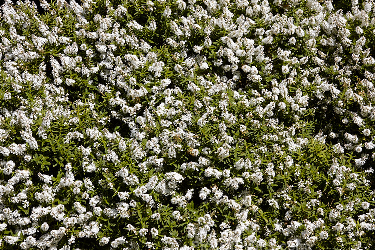 <i>Veronica traversii</i> (syn. <i>Hebe traversii</i>), a laxly branched shrub found in Marlborough and Canterbury, New Zealand. It grows to around 1.5m high x 2m wide, is very similar to <i>Hebe glaucophylla</i> and flowers heavily in early summer. Order: Lamiales, Family: Plantaginaceae