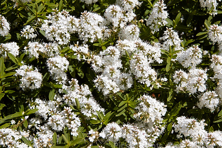 <i>Veronica traversii</i> (syn. <i>Hebe traversii</i>), a laxly branched shrub found in Marlborough and Canterbury, New Zealand. It grows to around 1.5m high x 2m wide, is very similar to <i>Hebe glaucophylla</i> and flowers heavily in early summer. Order: Lamiales, Family: Plantaginaceae