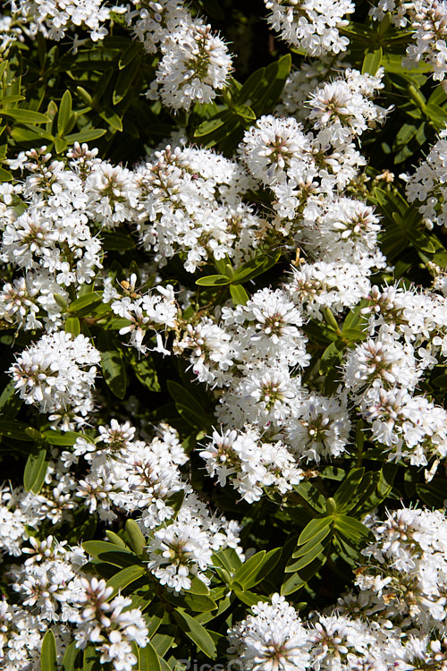 <i>Veronica traversii</i> (syn. <i>Hebe traversii</i>), a laxly branched shrub found in Marlborough and Canterbury, New Zealand. It grows to around 1.5m high x 2m wide, is very similar to <i>Hebe glaucophylla</i> and flowers heavily in early summer. Order: Lamiales, Family: Plantaginaceae