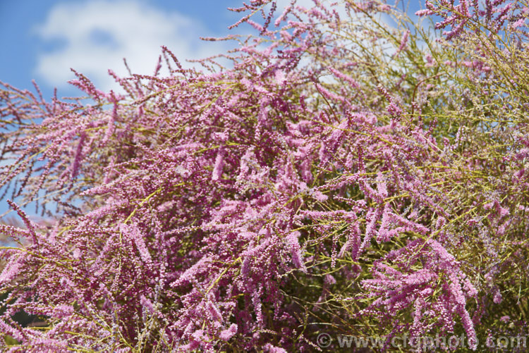 Late Tamarisk (<i>Tamarix ramosissima</i>), a large deciduous shrub or small tree found from eastern Europe to temperate. East Asia. Its branches often have an arching cascading habit. It flowers on the new growth from summer into autumn. There are several cultivars with varying flower colours and blooming seasons. tamarix-2300htm'>Tamarix. <a href='tamaricaceae-plant-family-photoshtml'>Tamaricaceae</a>.