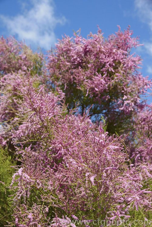 Late Tamarisk (<i>Tamarix ramosissima</i>), a large deciduous shrub or small tree found from eastern Europe to temperate. East Asia. Its branches often have an arching cascading habit. It flowers on the new growth from summer into autumn. There are several cultivars with varying flower colours and blooming seasons. tamarix-2300htm'>Tamarix. <a href='tamaricaceae-plant-family-photoshtml'>Tamaricaceae</a>.