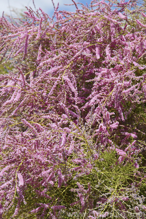 Late Tamarisk (<i>Tamarix ramosissima</i>), a large deciduous shrub or small tree found from eastern Europe to temperate. East Asia. Its branches often have an arching cascading habit. It flowers on the new growth from summer into autumn. There are several cultivars with varying flower colours and blooming seasons. tamarix-2300htm'>Tamarix. <a href='tamaricaceae-plant-family-photoshtml'>Tamaricaceae</a>.