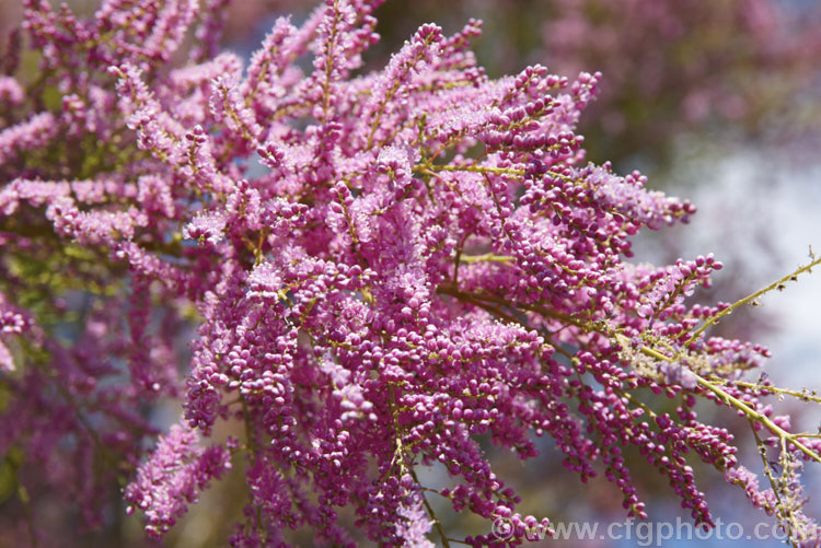 Late Tamarisk (<i>Tamarix ramosissima</i>), a large deciduous shrub or small tree found from eastern Europe to temperate. East Asia. Its branches often have an arching cascading habit. It flowers on the new growth from summer into autumn. There are several cultivars with varying flower colours and blooming seasons. tamarix-2300htm'>Tamarix. <a href='tamaricaceae-plant-family-photoshtml'>Tamaricaceae</a>.