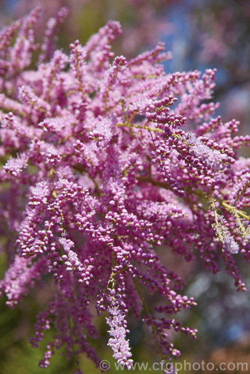 Late Tamarisk (<i>Tamarix ramosissima</i>), a large deciduous shrub or small tree found from eastern Europe to temperate. East Asia. Its branches often have an arching cascading habit. It flowers on the new growth from summer into autumn. There are several cultivars with varying flower colours and blooming seasons. tamarix-2300htm'>Tamarix. <a href='tamaricaceae-plant-family-photoshtml'>Tamaricaceae</a>.
