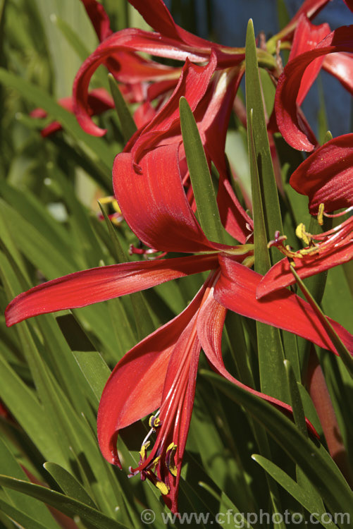 Jacobean. Lily or Aztec. Lily (<i>Sprekelia formosissima</i>), a summer-flowering bulb native to Mexico. The individual flowers are short-lived but appear over a long season and the flower stems are up to 30cm tall sprekelia-3327htm'>Sprekelia.