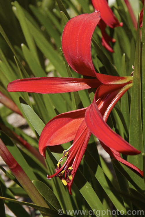 Jacobean. Lily or Aztec. Lily (<i>Sprekelia formosissima</i>), a summer-flowering bulb native to Mexico. The individual flowers are short-lived but appear over a long season and the flower stems are up to 30cm tall sprekelia-3327htm'>Sprekelia.
