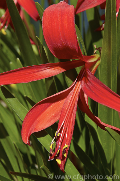 Jacobean. Lily or Aztec. Lily (<i>Sprekelia formosissima</i>), a summer-flowering bulb native to Mexico. The individual flowers are short-lived but appear over a long season and the flower stems are up to 30cm tall sprekelia-3327htm'>Sprekelia.