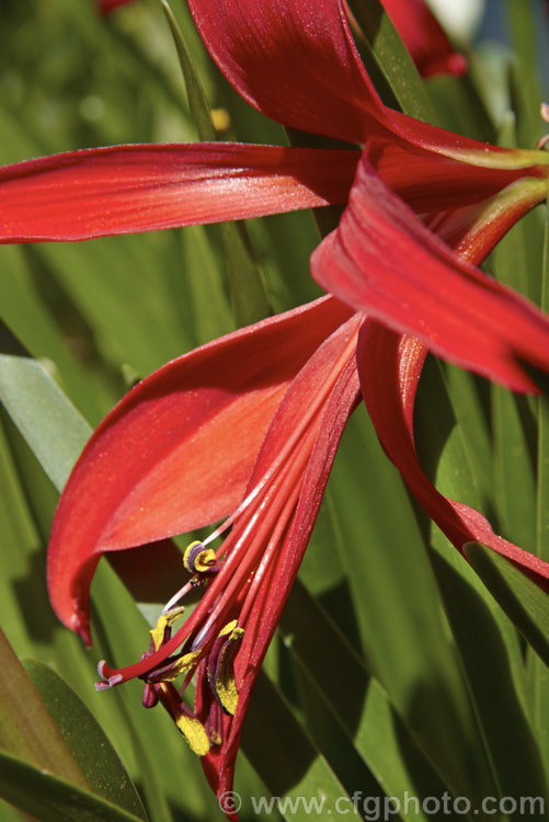 Jacobean. Lily or Aztec. Lily (<i>Sprekelia formosissima</i>), a summer-flowering bulb native to Mexico. The individual flowers are short-lived but appear over a long season and the flower stems are up to 30cm tall sprekelia-3327htm'>Sprekelia.