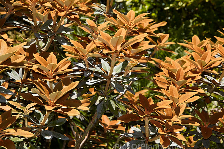 <i>Rhododendron pachysanthum</i> (syn. <i>Rhododendron venturi</i>), a small densely foliaged shrub native to Taiwan where it occurs at around 3300m altitude. It is cultivated as much for its foliage, which has a thick rusty brown indumentum on both sides until mature, when the upper surfaces become green, as for its white to pale pink flowers. Order: Ericales, Family: Ericaceae