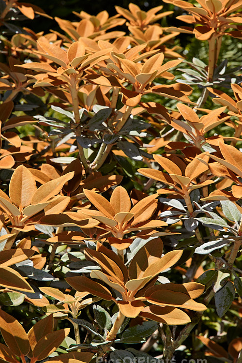 <i>Rhododendron pachysanthum</i> (syn. <i>Rhododendron venturi</i>), a small densely foliaged shrub native to Taiwan where it occurs at around 3300m altitude. It is cultivated as much for its foliage, which has a thick rusty brown indumentum on both sides until mature, when the upper surfaces become green, as for its white to pale pink flowers. Order: Ericales, Family: Ericaceae