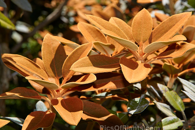 <i>Rhododendron pachysanthum</i> (syn. <i>Rhododendron venturi</i>), a small densely foliaged shrub native to Taiwan where it occurs at around 3300m altitude. It is cultivated as much for its foliage, which has a thick rusty brown indumentum on both sides until mature, when the upper surfaces become green, as for its white to pale pink flowers. Order: Ericales, Family: Ericaceae