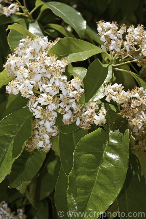 Photinia nussia (syn. Stranvaesia nussia</i>), a deciduous or semi-evergreen large shrub or small tree native to the Himalayan region and the highlands of Southeast Asia. It has bright red new spring growth and clusters of cream flowers in summer. Order: Rosales, Family: Rosaceae