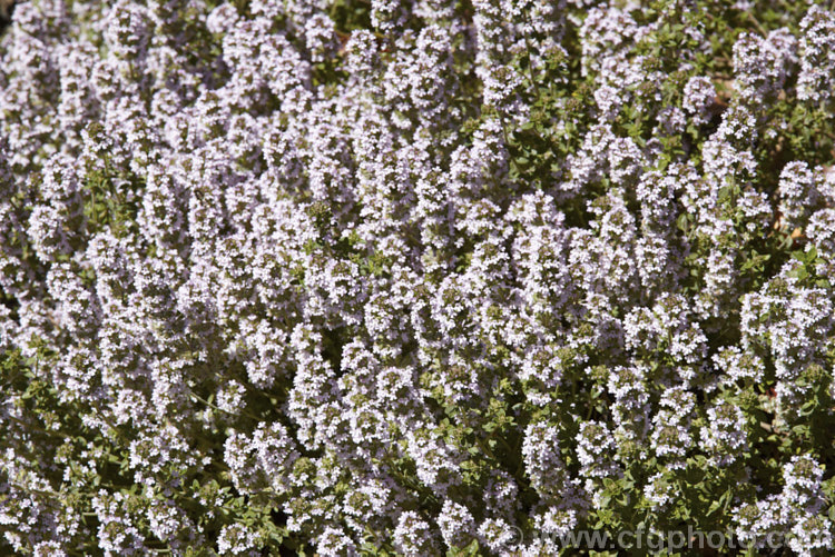 Porlock. Thyme (<i>Thymus praecox subsp. arcticus 'Porlock'), a round-leafed, pink-flowered, fragrant cultivar of a western subspecies of a prostrate, normally purple-pink-flowered thyme species found over much of Europe. Order: Lamiales, Family: Lamiaceae
