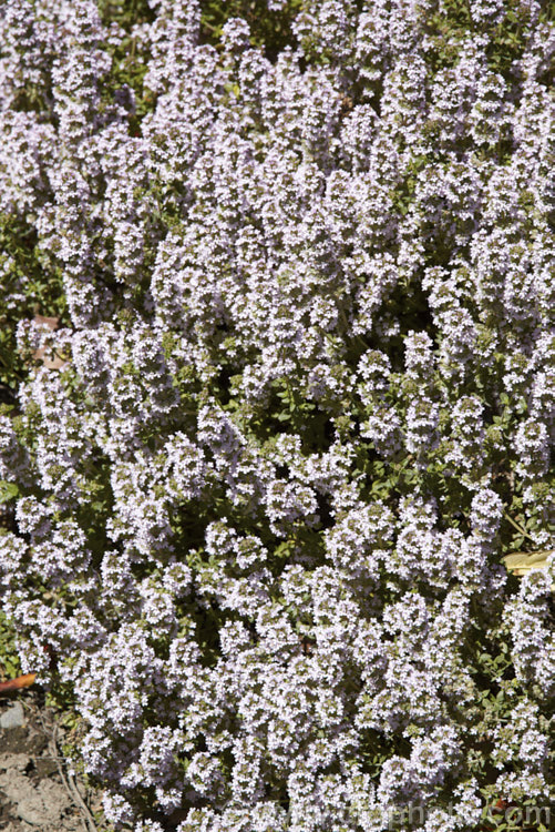 Porlock. Thyme (<i>Thymus praecox subsp. arcticus 'Porlock'), a round-leafed, pink-flowered, fragrant cultivar of a western subspecies of a prostrate, normally purple-pink-flowered thyme species found over much of Europe. Order: Lamiales, Family: Lamiaceae