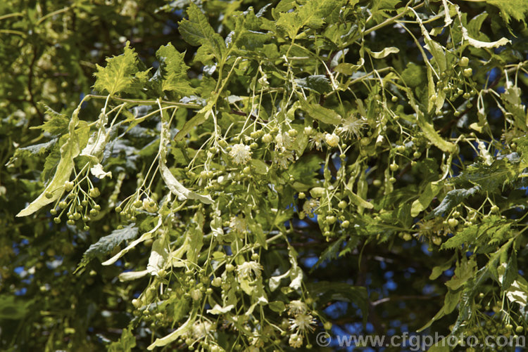 The flowers and bracts of the Cut-leaf Lime (<i>Tilia platyphyllos 'Laciniata'), a deeply toothed cultivar of the broad or large-leaved lime, 40m tall deciduous tree found naturally from Europe to southwest Asia. Order: Malvales, Family: Malvaceae
