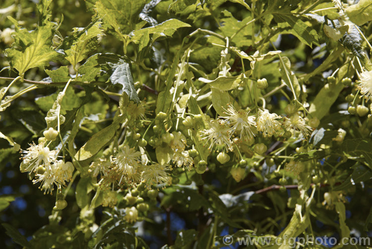 The flowers and bracts of the Cut-leaf Lime (<i>Tilia platyphyllos 'Laciniata'), a deeply toothed cultivar of the broad or large-leaved lime, 40m tall deciduous tree found naturally from Europe to southwest Asia. Order: Malvales, Family: Malvaceae