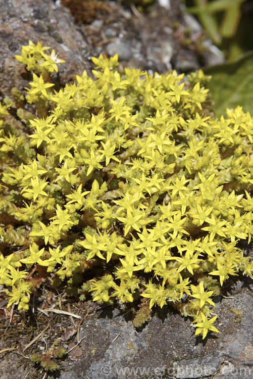 Stone. Crop, . Stonecrop or Wall. Pepper (<i>Sedum acre</i>), a low, spreading, mat-forming summer-flowering succulent native to Europe, North Africa and Turkey. It has naturalised in many areas. There are several variegated and coloured foliage garden cultivars. sedum-2492htm'>Sedum. <a href='crassulaceae-plant-family-photoshtml'>Crassulaceae</a>.