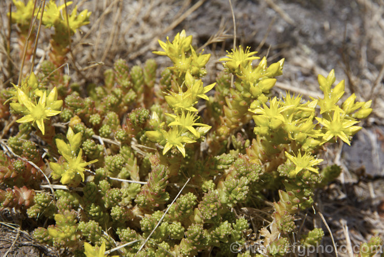 Stone. Crop, . Stonecrop or Wall. Pepper (<i>Sedum acre</i>), a low, spreading, mat-forming summer-flowering succulent native to Europe, North Africa and Turkey. It has naturalised in many areas. There are several variegated and coloured foliage garden cultivars. sedum-2492htm'>Sedum. <a href='crassulaceae-plant-family-photoshtml'>Crassulaceae</a>.