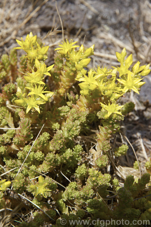 Stone. Crop, . Stonecrop or Wall. Pepper (<i>Sedum acre</i>), a low, spreading, mat-forming summer-flowering succulent native to Europe, North Africa and Turkey. It has naturalised in many areas. There are several variegated and coloured foliage garden cultivars. sedum-2492htm'>Sedum. <a href='crassulaceae-plant-family-photoshtml'>Crassulaceae</a>.