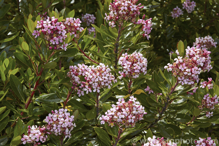 Rhaphiolepis x delacourii, this long-flowering evergreen shrub grows to around 2m high and slightly wider and is a hybrid between Rhaphiolepis indica and Rhaphiolepis umbellata