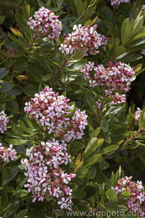 Rhaphiolepis x delacourii, this long-flowering evergreen shrub grows to around 2m high and slightly wider and is a hybrid between Rhaphiolepis indica and Rhaphiolepis umbellata