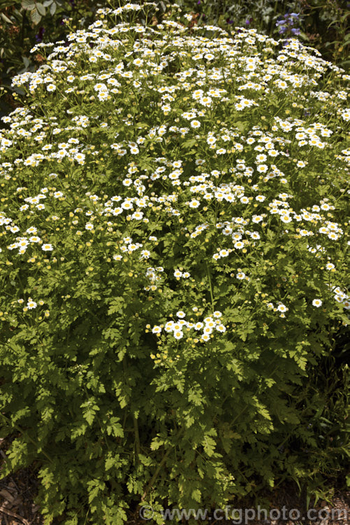 Feverfew (<i>Tanacetum parthenium [syn. Chrysanthemum parthenium]), a summer-flowering southern European perennial with strongly aromatic foliage long used in herbal medicine, principally as a headache cure. tanacetum-2130htm'>Tanacetum.