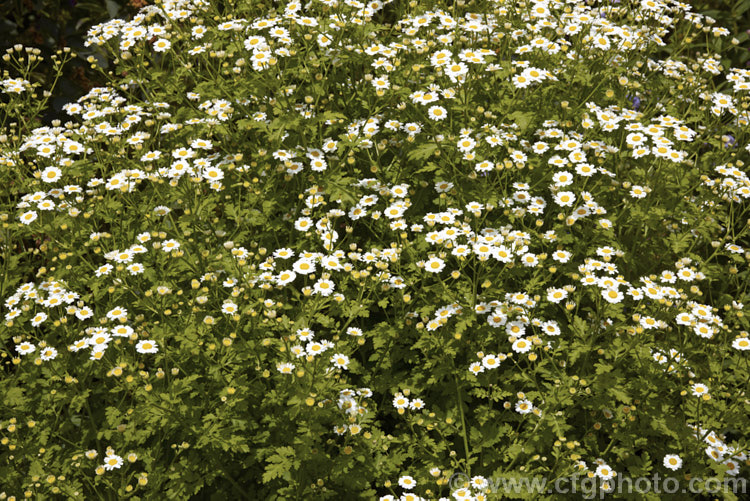 Feverfew (<i>Tanacetum parthenium [syn. Chrysanthemum parthenium]), a summer-flowering southern European perennial with strongly aromatic foliage long used in herbal medicine, principally as a headache cure. tanacetum-2130htm'>Tanacetum.